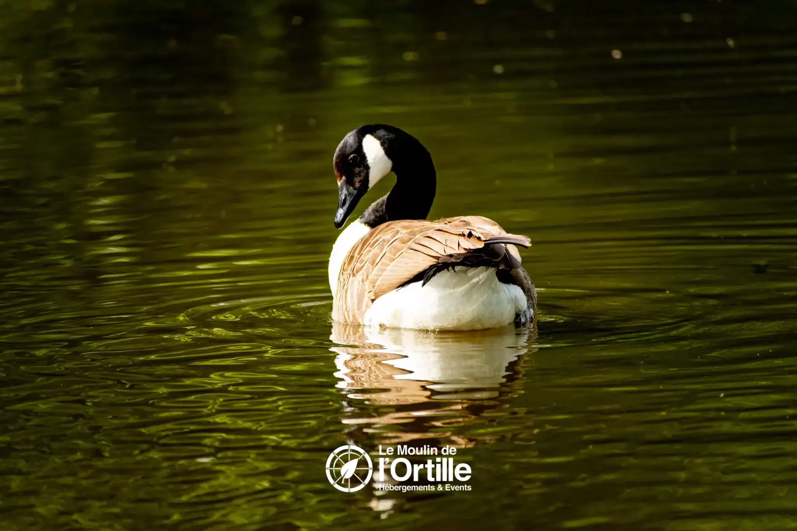 reservation hebergement insolite domaine foret compiegne oise booking moulin ortille photo (37)