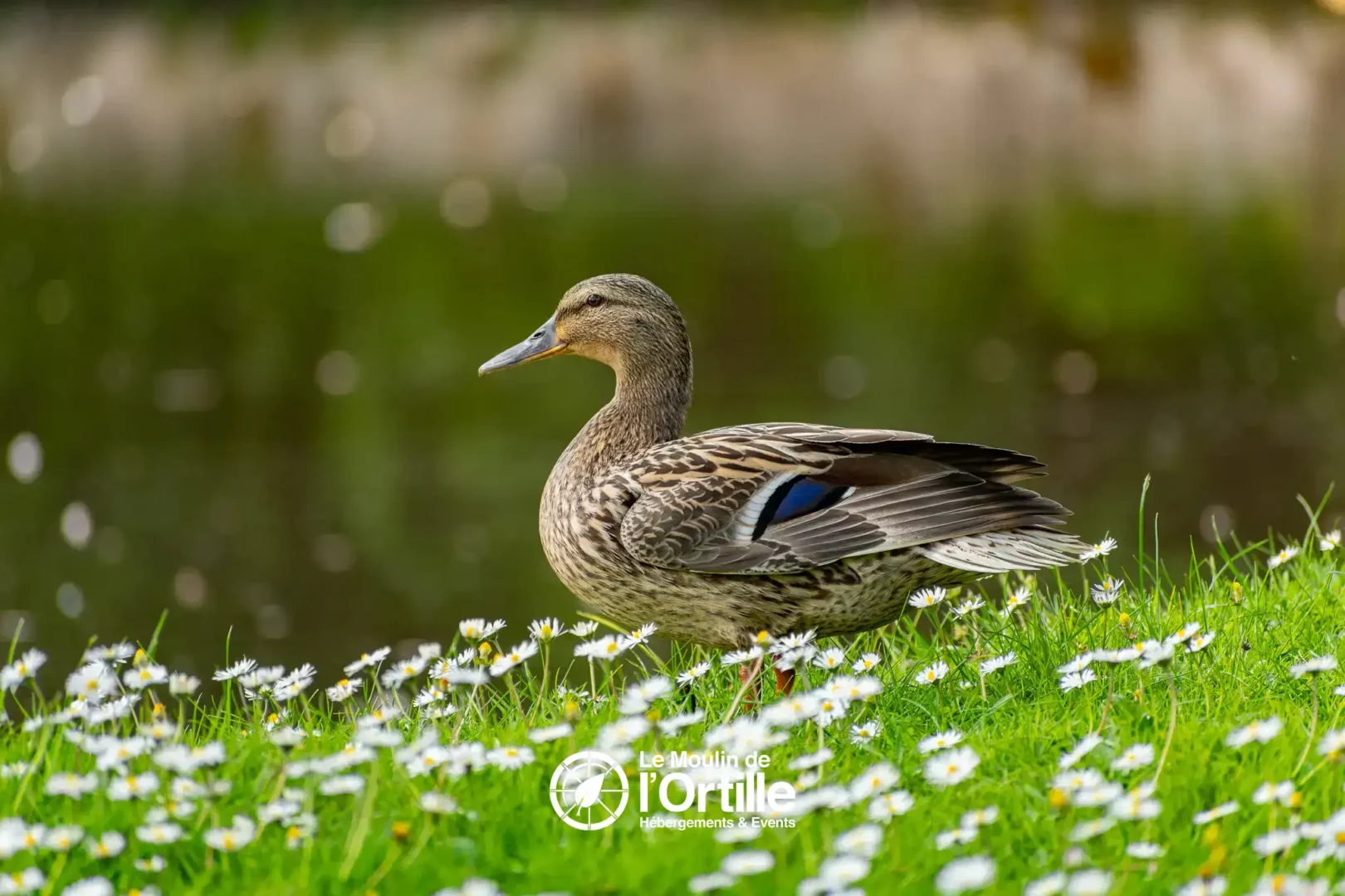 reservation hebergement insolite domaine foret compiegne oise booking moulin ortille photo (41)